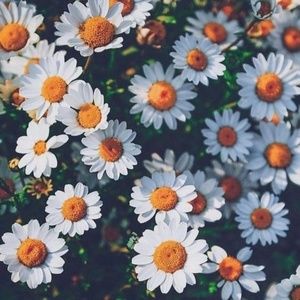 Meet your Posher, Claudia